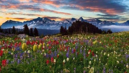 Mount Rainier, Washington, in Summer - flowers, clouds, sunset, landscape, sky