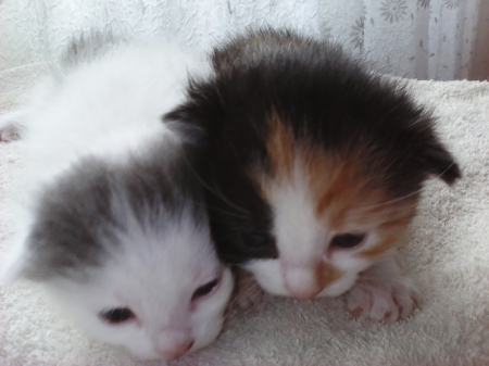 Kittens - cute, lovely, kittens, cats