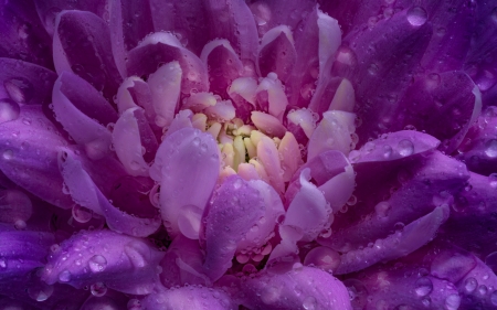 Flower - summer, flower, purple, water drops, texture, macro, vara, skin