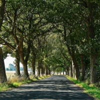 Old Avenue in Germany