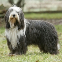 Scottish Dog Breeds - Bearded Collie