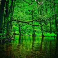 Forest River