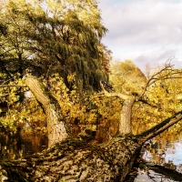 Golden Tree Trunk