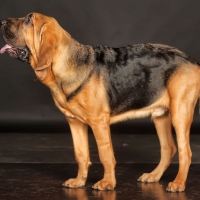 Scottish Dog Breeds - Bloodhound