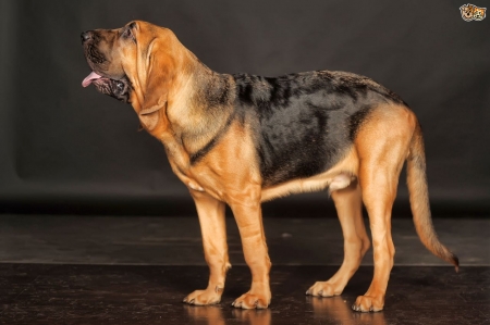 Scottish Dog Breeds - Bloodhound - scottish dogs, scottish dog breeds, bloodhound, scotland