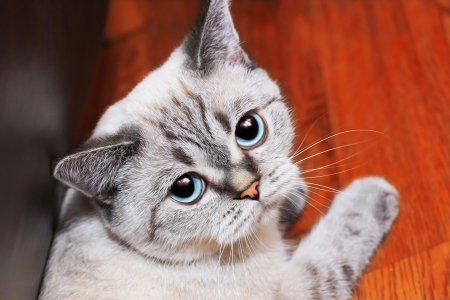 Cat - blue, paw, eyes, pidici, orange, cat