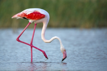 Flamingo - birds, water, animals, flamingo