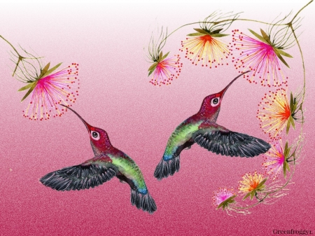 TWO HUMMINGBIRDS - IMAGE, HUMMINGBIRDS, TWO, ABSTRACT