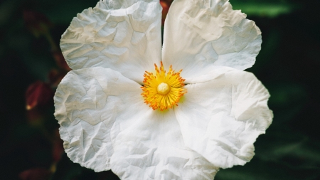 Flower - white, milkovi, yellow, flower