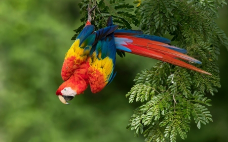 Parrot - papagal, red, parrot, green, pasare, bird