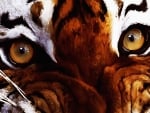 Tiger's eyes