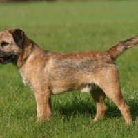 Scottish Dog Breeds - Border Terrier