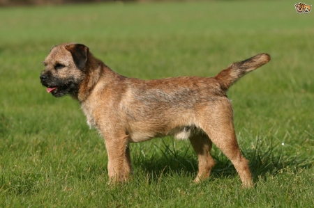 Scottish Dog Breeds - Border Terrier - terriers, scottish dog breeds, border terrier, scottish dogs, scotland