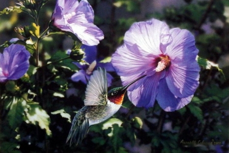 Hummin' Along - blossoms, hummingbird, hibiscus, flowers, artwork