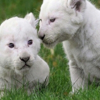 White Baby Lion Cubs