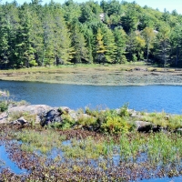 Grass In A River Of Blue