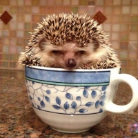 LITTLE HEDGEHOG