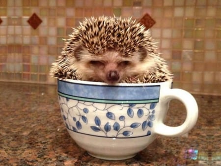 LITTLE HEDGEHOG - HEDGEHOG, CUTE, IMAGE, LITTLE