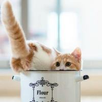 CAT IN A POT