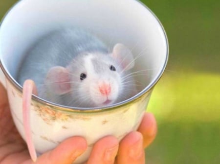 LITTLE RAT - cute, rat, cup, little