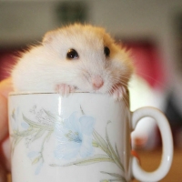 CUTE HAMSTER