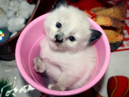 LITTLE KITTY - image, cute, kitty, little