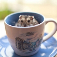 HAMPSTER IN A CUP