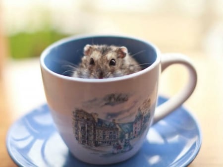 HAMPSTER IN A CUP - image, cute, hampster, cup