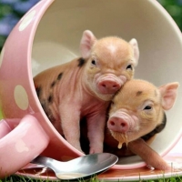 TWO LITTLE PIGS