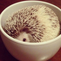 HEDGEHOG IN A CUP