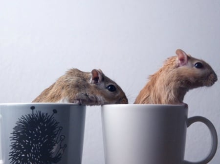 MICE IN CUPS