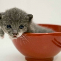 BOWL OF KITTY