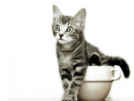 CAT IN A CUP - image, cute, cat, cup