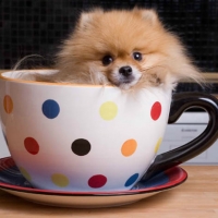 CUP OF PUPPY