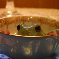 FROG IN A CUP