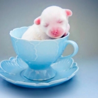 TEACUP PUP