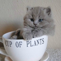 CUP OF KITTY