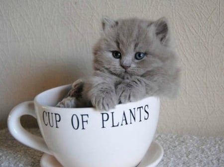 CUP OF KITTY