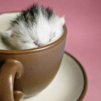 KITTEN IN A CUP