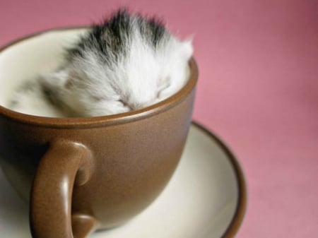 KITTEN IN A CUP - image, cute, cupe, kitten