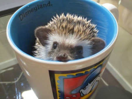 CUTE HEDGEHOG - image, cute, cup, hedgehog