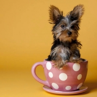 YORKIE IN A CUP