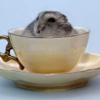 CUTE HAMSTER