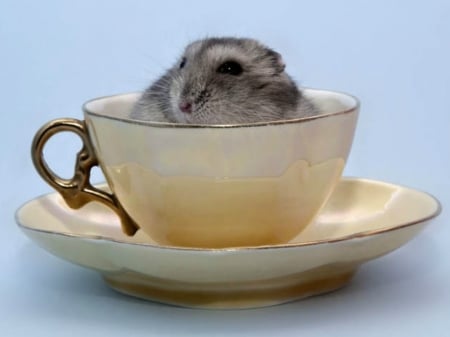 CUTE HAMSTER - CUTE, HAMPSTER, IMAGE, CUP