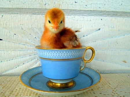 LITTLE CHICK - chick, image, cute, little