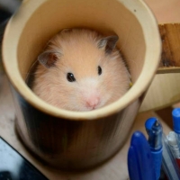 CUTE HAMPSTER