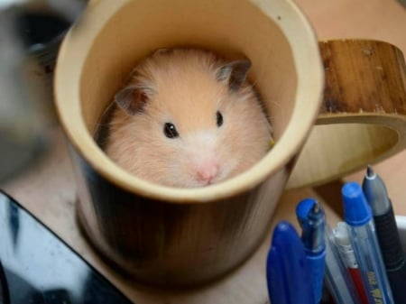 CUTE HAMPSTER - image, cute, hampster, cup