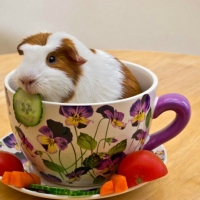 CUTE GUINEA PIG