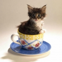 KITTEN IN A CUP