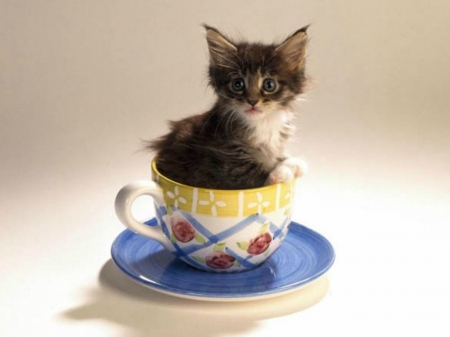 KITTEN IN A CUP - CUTE, KITTEN, IMAGE, CUP